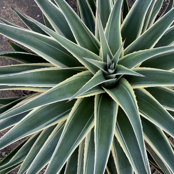 Mangave - hybride - Navajo Princess - COV