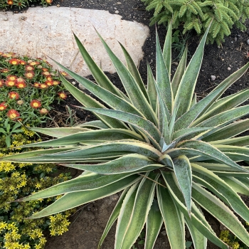 Mangave - hybride - Navajo Princess - COV