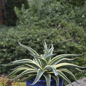 Mangave - hybride - Navajo Princess - COV