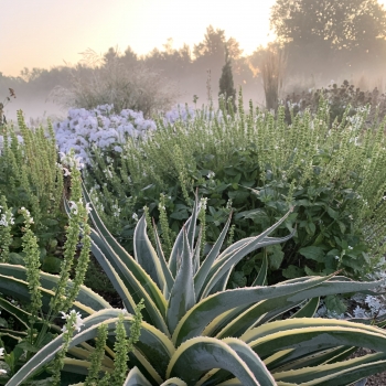 Mangave - hybride - Navajo Princess - COV