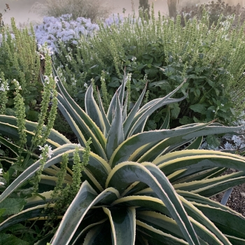 Mangave - hybride - Navajo Princess - COV