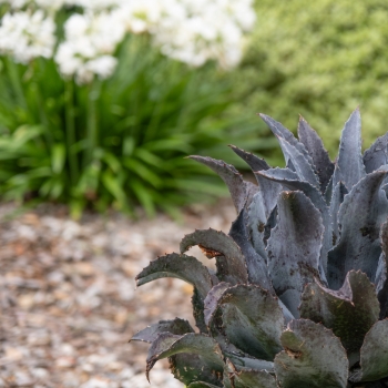 Mangave - hybride - Night Owl - COV