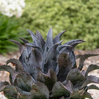 Mangave - hybride - Night Owl - COV