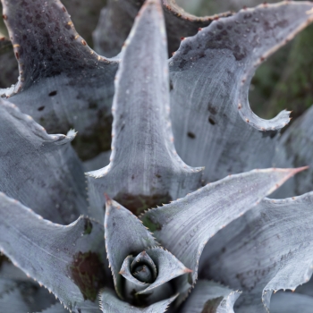 Mangave - hybride - Night Owl - COV