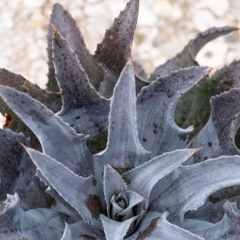 Mangave - hybride - Night Owl - COV