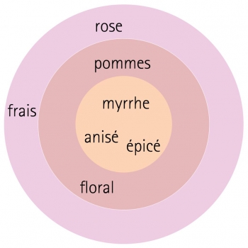 Rosa - hybride - Madame de Maintenon - Kortekcho
