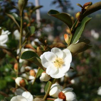 Magnolia - laevifolia - Gail's Favourite - GCWOOD213