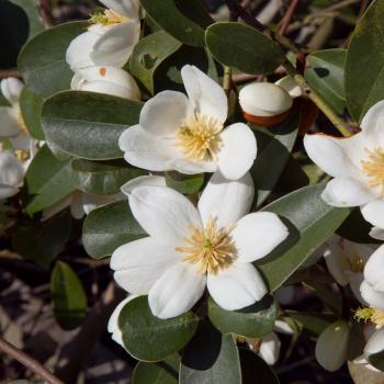 Magnolia - laevifolia - Gail's Favourite - GCWOOD213