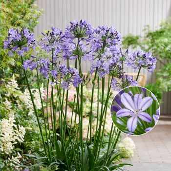 Agapanthus - hybride - Poppin' Star - AMDB002