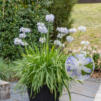 Agapanthus - hybride - Sea Breeze - Breag2