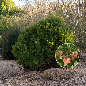 Arbutus - unedo - Mercurius - Bocarm