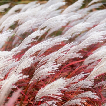 Miscanthus - hybride - Lady in Red - COV