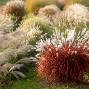 Miscanthus - hybride - Lady in Red - COV