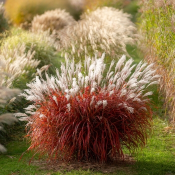 Miscanthus - hybride - Lady in Red - COV