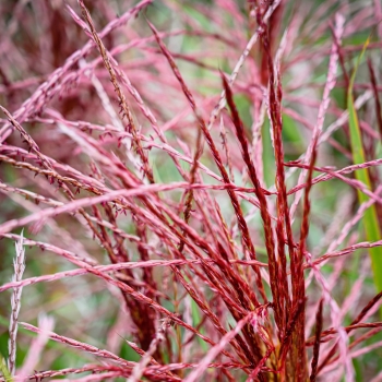 Miscanthus - sinensis - Polonus - COV