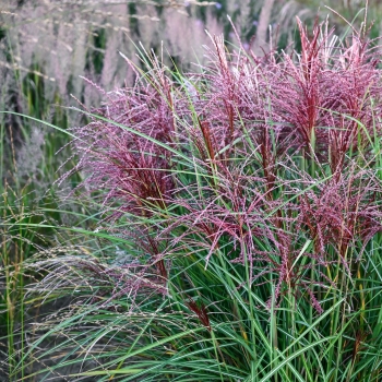 Miscanthus - sinensis - Polonus - COV