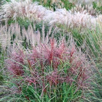 Miscanthus - sinensis - Polonus - COV