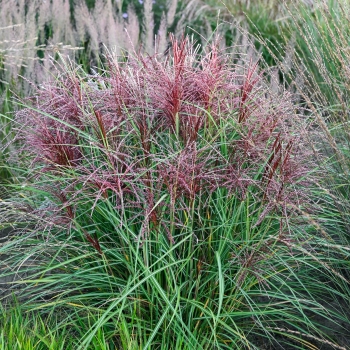 Miscanthus - sinensis - Polonus - COV