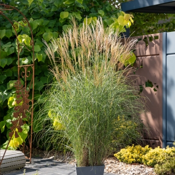 Miscanthus - hybride - Red Tower - COV