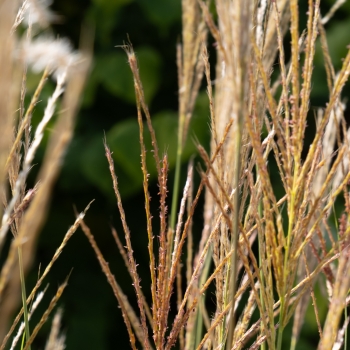 Miscanthus - hybride - Red Tower - COV