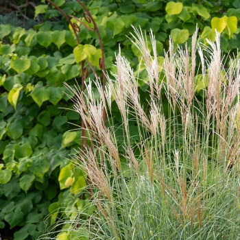 Miscanthus - hybride - Red Tower - COV