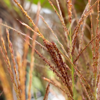 Miscanthus - hybride - Red Tower - COV