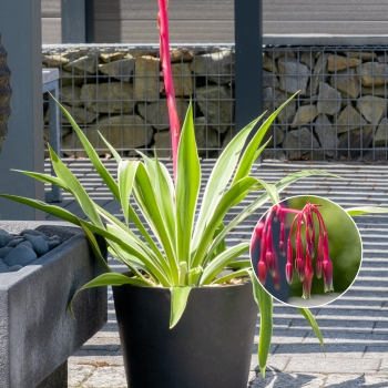 Beschorneria - yuccoides - Desert Glow - Jtuite
