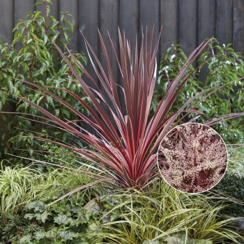 Cordyline  - australis - Charlie Boy - RIC01 