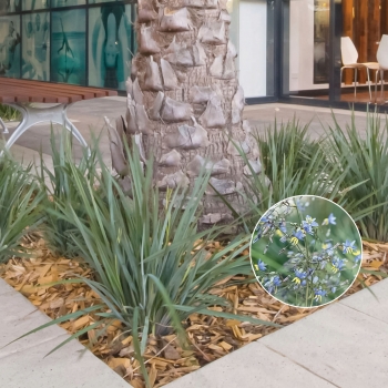 Dianella - revoluta - Coolvista - Allyn-Citation