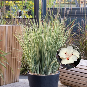 Dietes - bicolor - Milky Way - DBV001