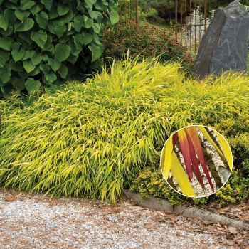 Hakonechloa - macra - Sunflare - HABsf1007