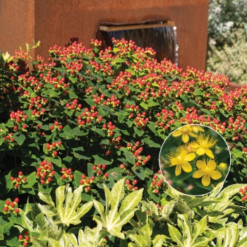 Hypericum - hybride - Grandeur - COV