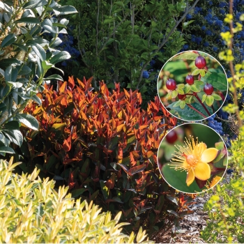 Hypericum - hybride - Night - COV