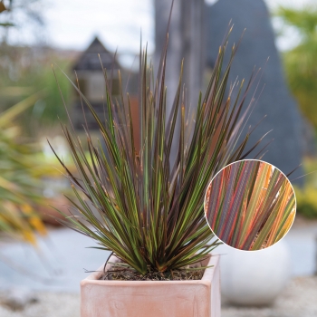 Libertia - ixioides - Taupo Sunset - COV