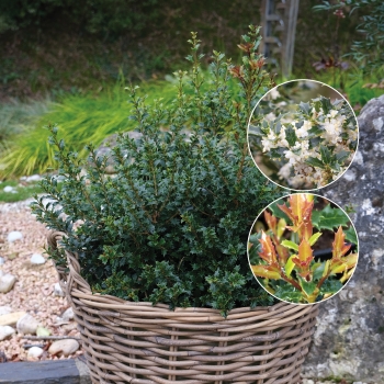 Osmanthus - heterophyllus - Perfume Party - PNOS01