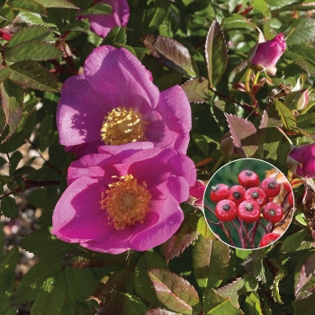 Rosa - rugosa - Jam-a-Licious - COV
