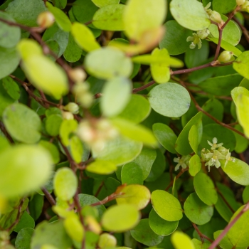 Muehlenbeckia - complexa - Golden Girl - Hausler1