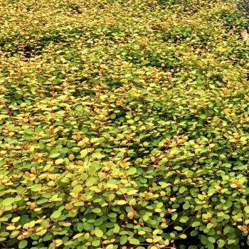 Muehlenbeckia - complexa - Golden Girl - Hausler1