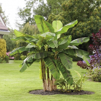 Musa - sikkimensis - Ever Red - Lou1