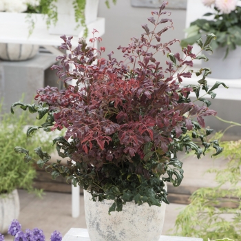 Nandina - domestica - Curly Obsessed - PB01