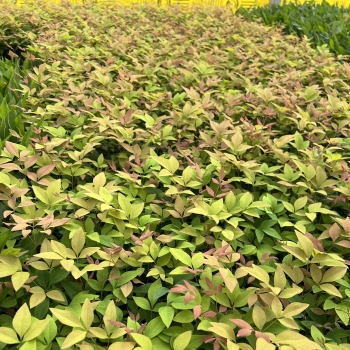 Nandina - domestica - Goldstream - NanSid11