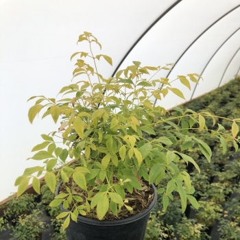 Nandina - domestica - Goldstream - NanSid11