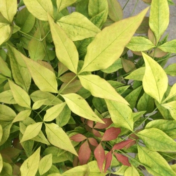 Nandina - domestica - Goldstream - NanSid11