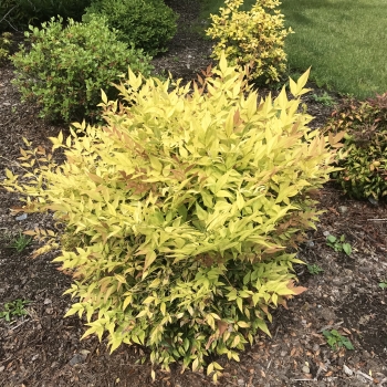 Nandina - domestica - Goldstream - NanSid11