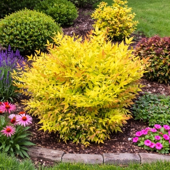 Nandina - domestica - Goldstream - NanSid11