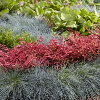 Festuca - glauca - Intense Blue - Casblue