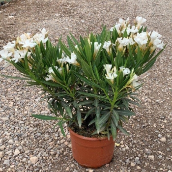 Nerium - oleander - EVOLUTION Pop Corn - COV