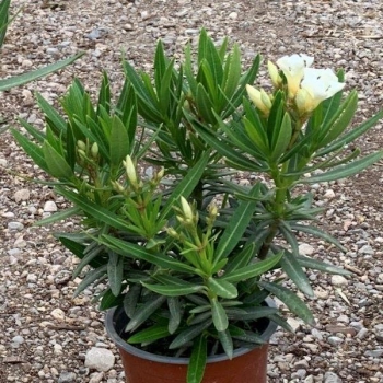 Nerium - oleander - EVOLUTION Sunrise  - COV
