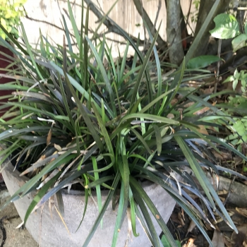 Ophiopogon - japonicus - Twist and Shout - Rogop