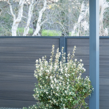 Osmanthus - delavayi - Heaven Scent - TM